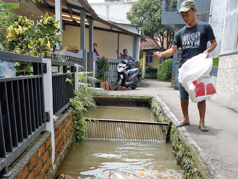 Warga memberi makan ikan yang telah dibudidayakan di selokan saluran air di Kampung Ciasin Naringgul, Desa Bendungan, Bogor, Jawa Barat, Kamis (7/2).