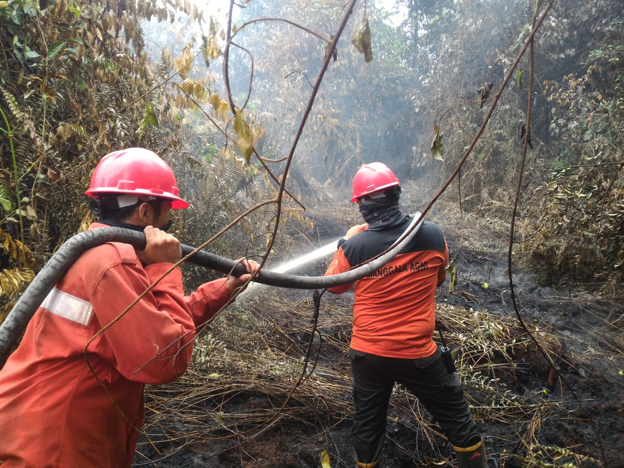 Foto Kebakaran Hutan Riau Meluas: Keterangan Foto: Tim pemadam manggala agni KLHK Riau sedang memadamkan