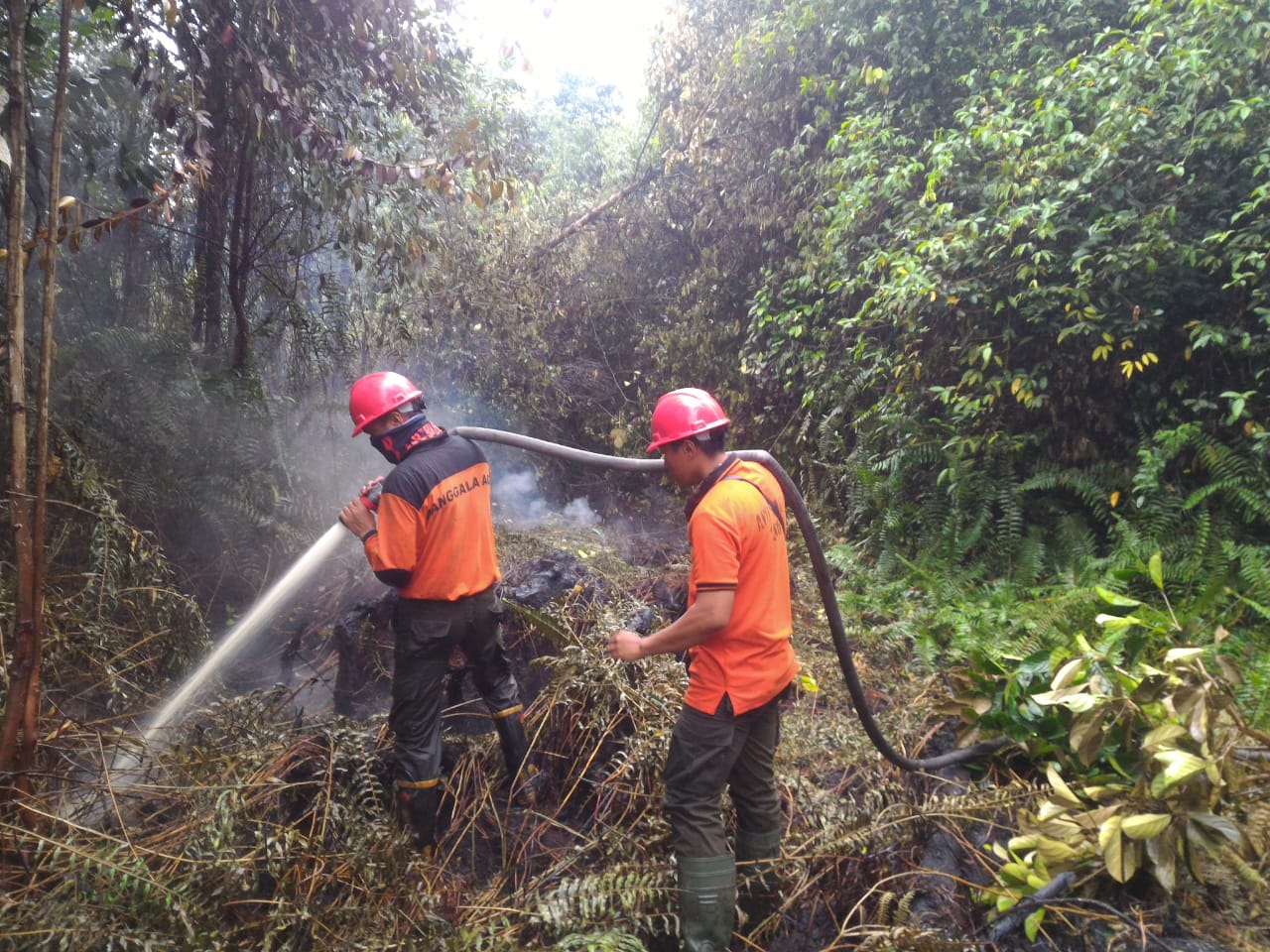 Foto Kebakaran Hutan Riau Meluas: Keterangan Foto: Tim pemadam manggala agni KLHK Riau sedang memadamkan