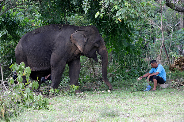 Masih Dirawat, Gajah Way Kambas Lampung Berangsur Membaik