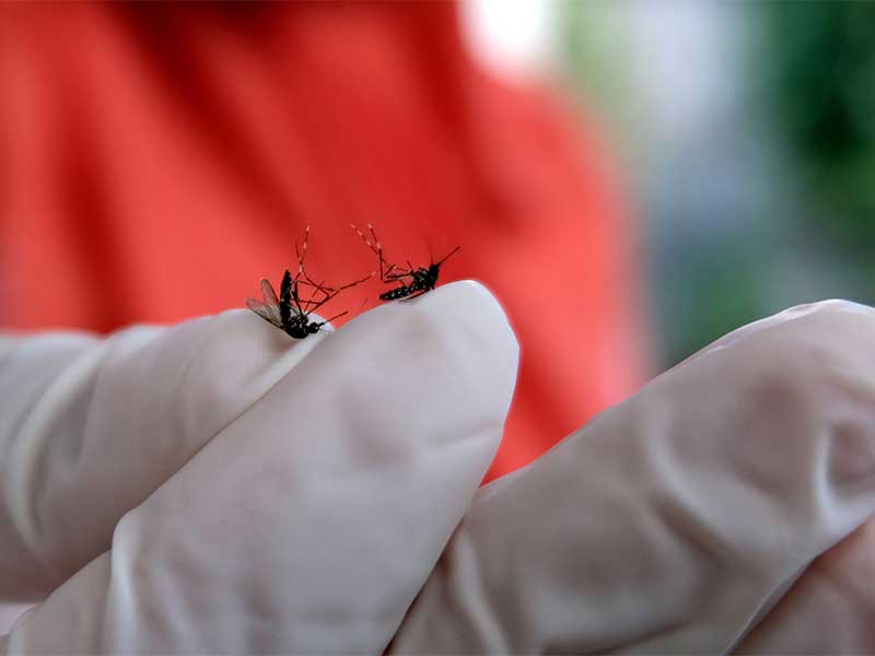 Petugas Dinas Kesehatan menunjukkan nyamuk saat melakukan kegiatan pemberantasan jentik nyamuk di kawasan kota Temanggung, Jawa Tengah, Rabu (6/2/2019).