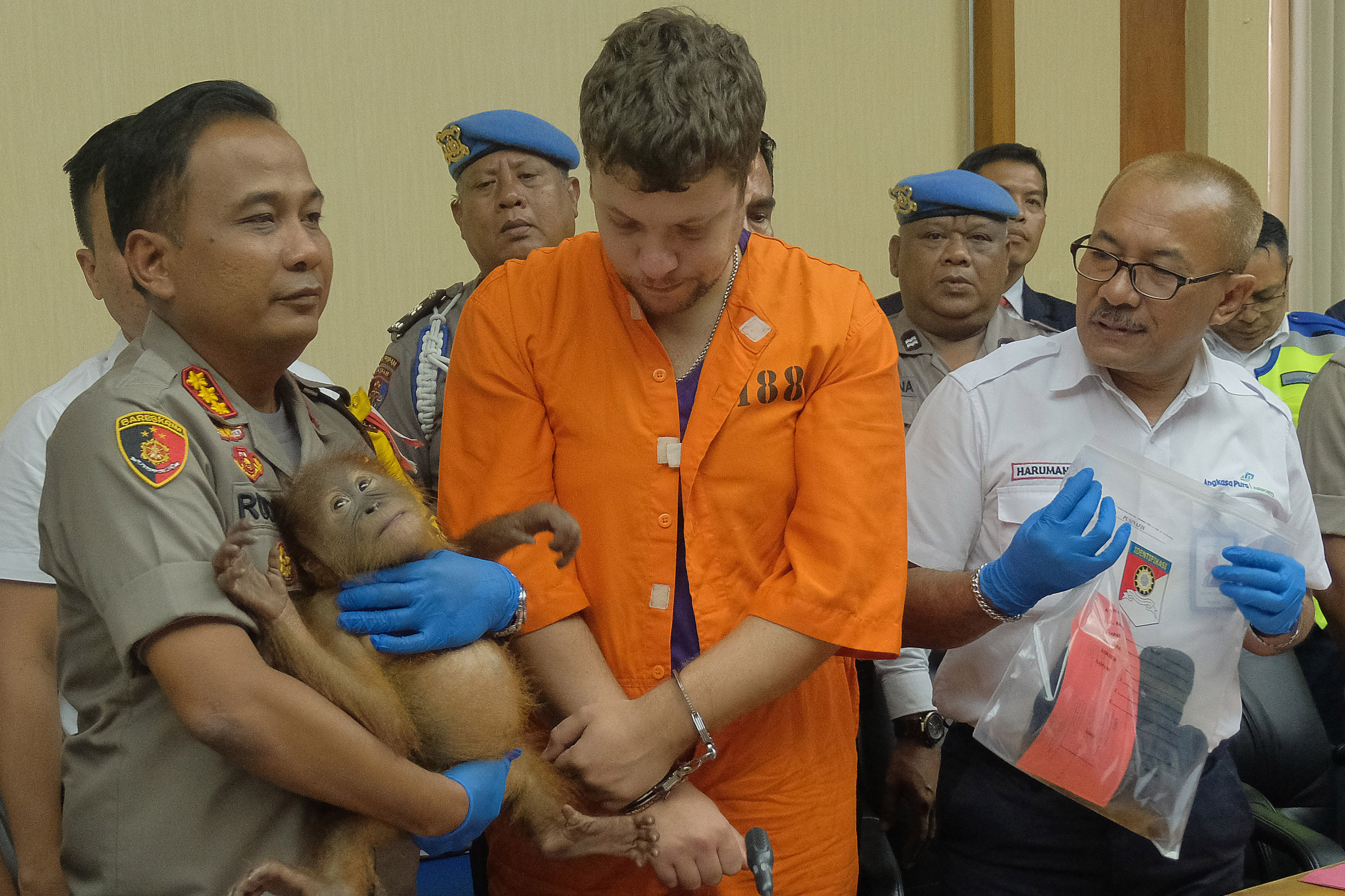 Kapolresta Denpasar, Kombes Pol Ruddi Setiawan (kiri) memperlihatkan orangutan yang hendak diselundupkan oleh warga negara Rusia Zhestkov Andrei (tengah), dalam konferensi pers di Gedung Wisti Sabha Angkasa Pura, Badung, Bali, Senin (25/3/2019).