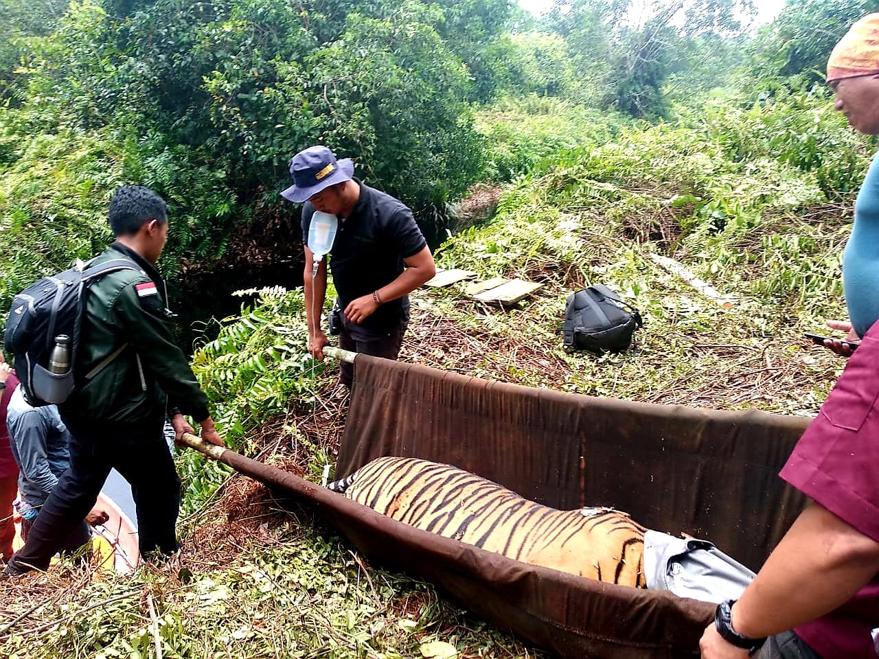 Harimau Sumatra yang Terjerat di Riau Ternyata Idap Tumor