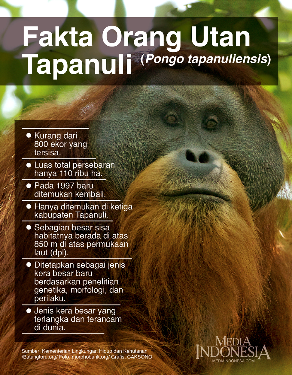 Pejantan orang utan Tapanuli