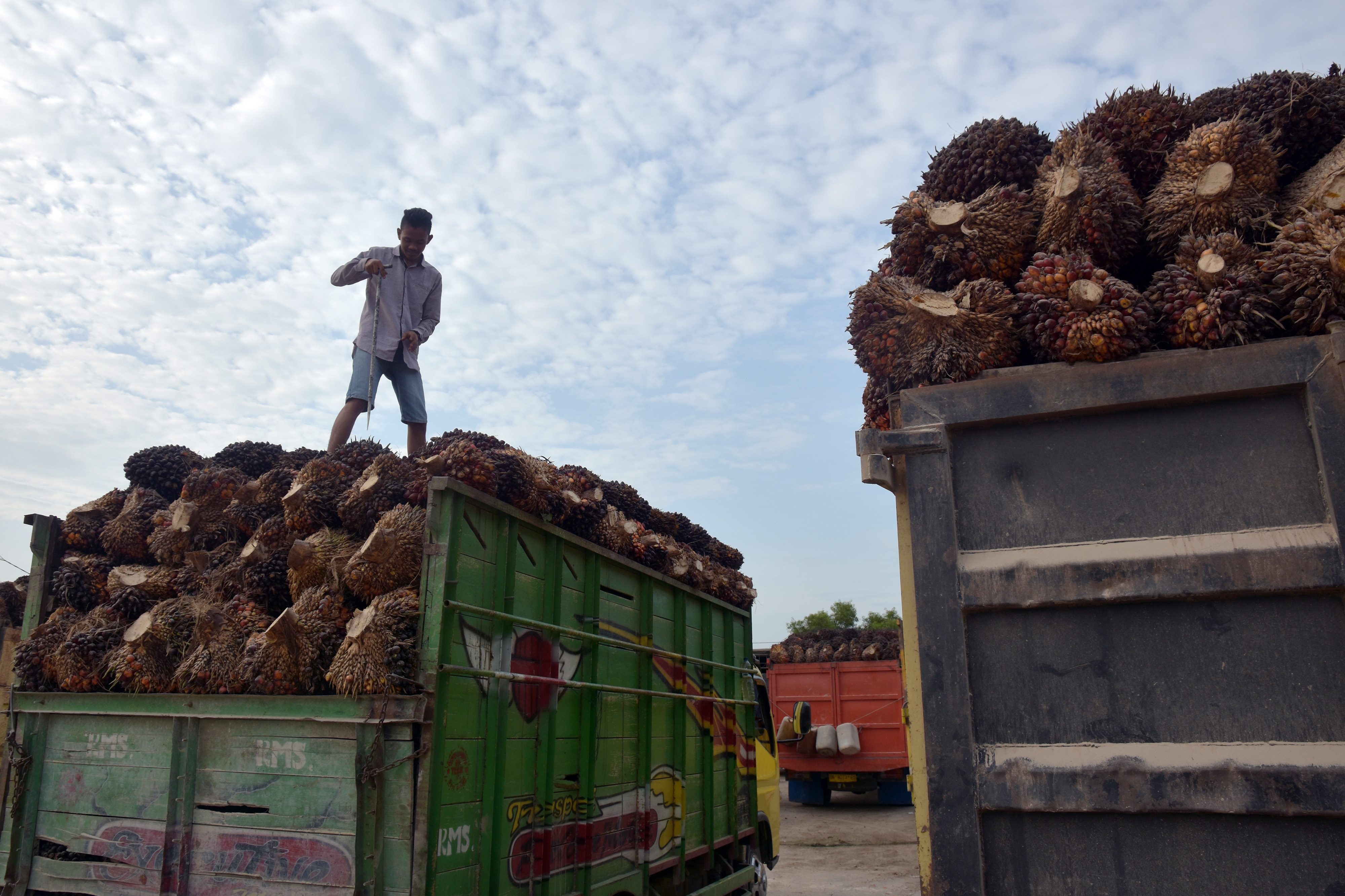 Seorang warga menyusun tandan buah segar kelapa sawit di atas truk di Pulau Rupat, Kabupaten Bengkalis, Riau, Kamis (28/2/2019).