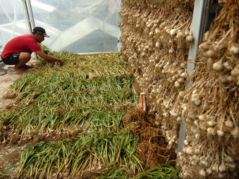 Penugasan Impor Bawang Putih Bebani Bulog