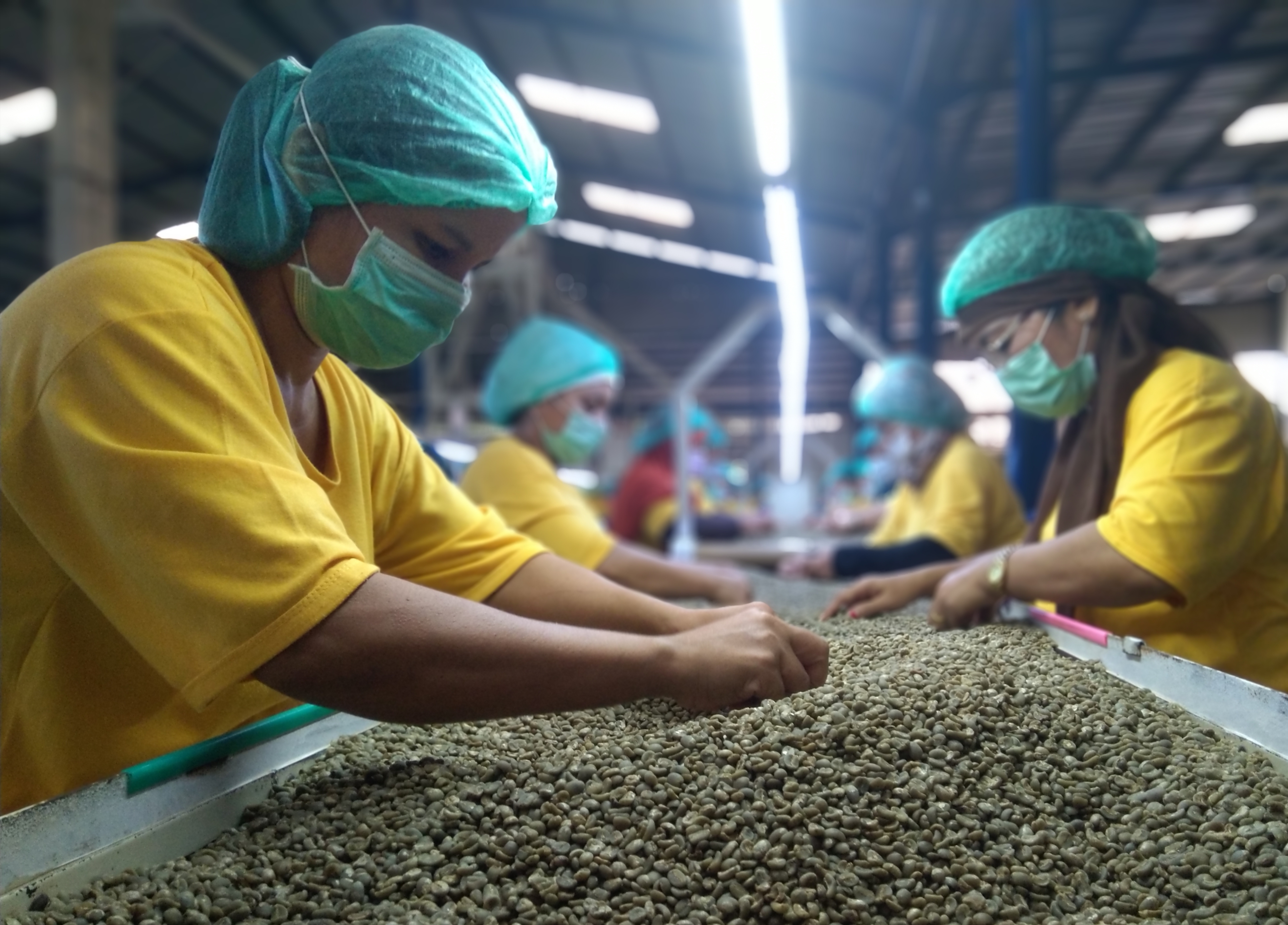 Para pekerja sedang menyortir biji kopi yang akan diekspor.