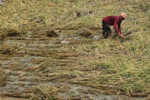 ROBOH DITERJANG ANGIN-Seorang petani di Desa Cindaga, Kecamatan Kebasen, Banyumas, Jawa Tengah (Jateng) panen dini 
