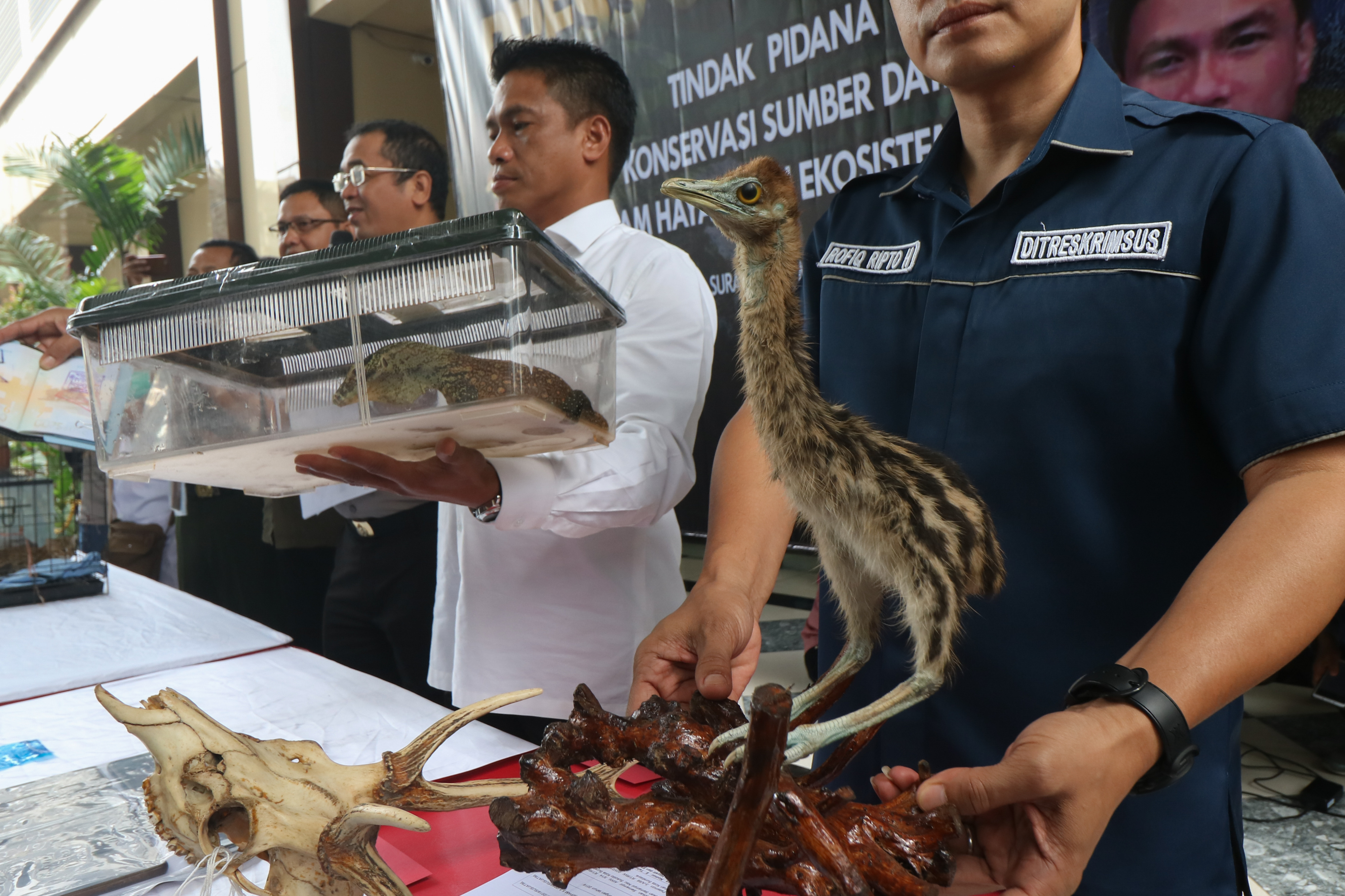 olisi menunjukkan barang bukti satwa saat ungkap kasus perdagangan satwa dilindungi di Polda Jawa Timur, Surabaya, Jawa Timur, Rabu (27/3).