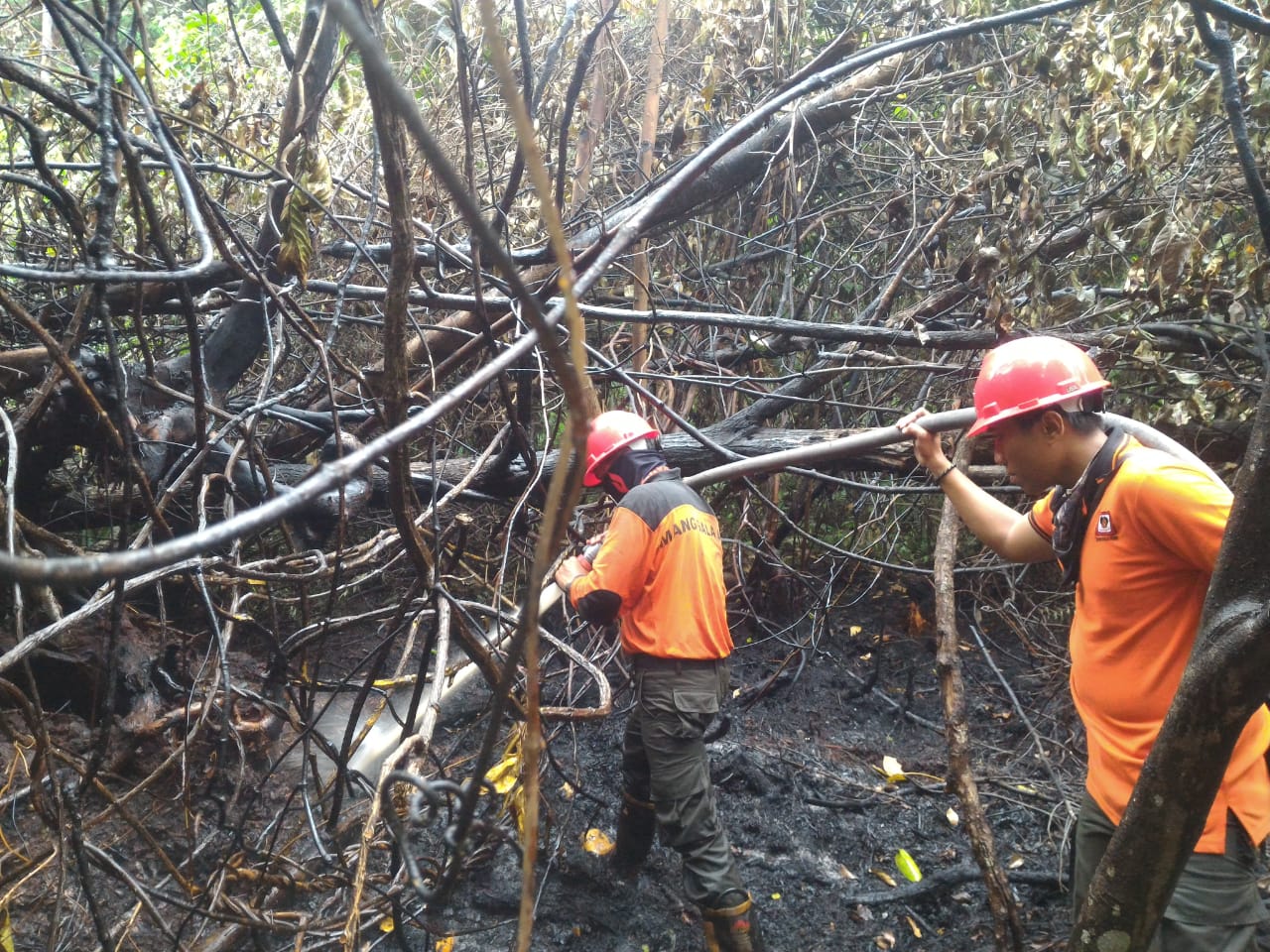 Tim pemadam manggala agni KLHK Riau sedang memadamkan kebakaran hutan dan lahan (Kahutla) di kawasan hutan produksi terbatas (HPT) di Desa Mamugo, Kecamatan Tanah Putih, Kabupaten Rokan Hilir, Riau, kemarin. Kebakaran hutan dan lahan (Karhutla) yang meland