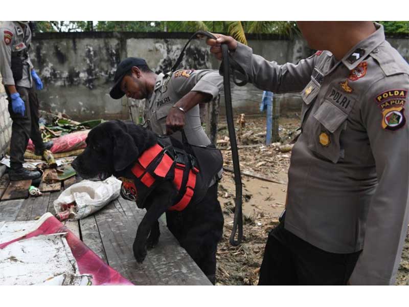 Polisi K9 mencari korban banjir bandang di reruntuhan bangunan di Kali Pos Tujuh, Sentani, Jaya Pura, Papua, Senin (18/3/2019). 
