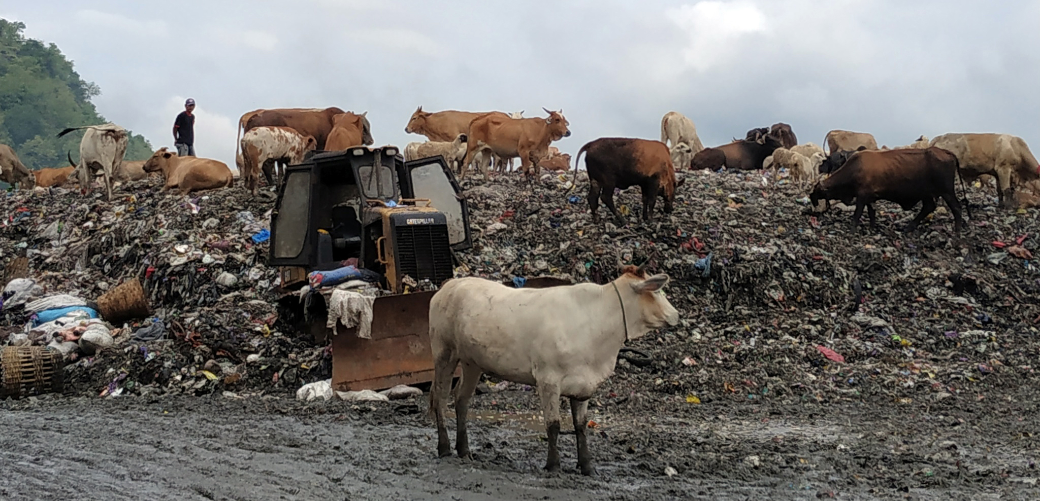 Pemulung mengawasi ratusan ekor sapi yang sedang memakan sampah di Tempat Pembuang an Sampah Terpadu (TPST) Dusun Nga blak, Desa Sitimulyo, 