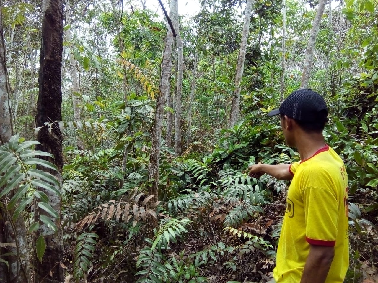 warga menunjukkan lokasi di temukan nya tiga harimau sumatra