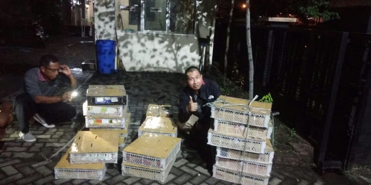 Penyelundupan Satwa Marak