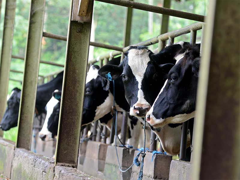 Sapi perah Australia milik Mark Hallet (kiri) peternak di Dago Dairy, Desa Mekarwangi, Lembang, Jawa Barat, Selasa (3/1). 