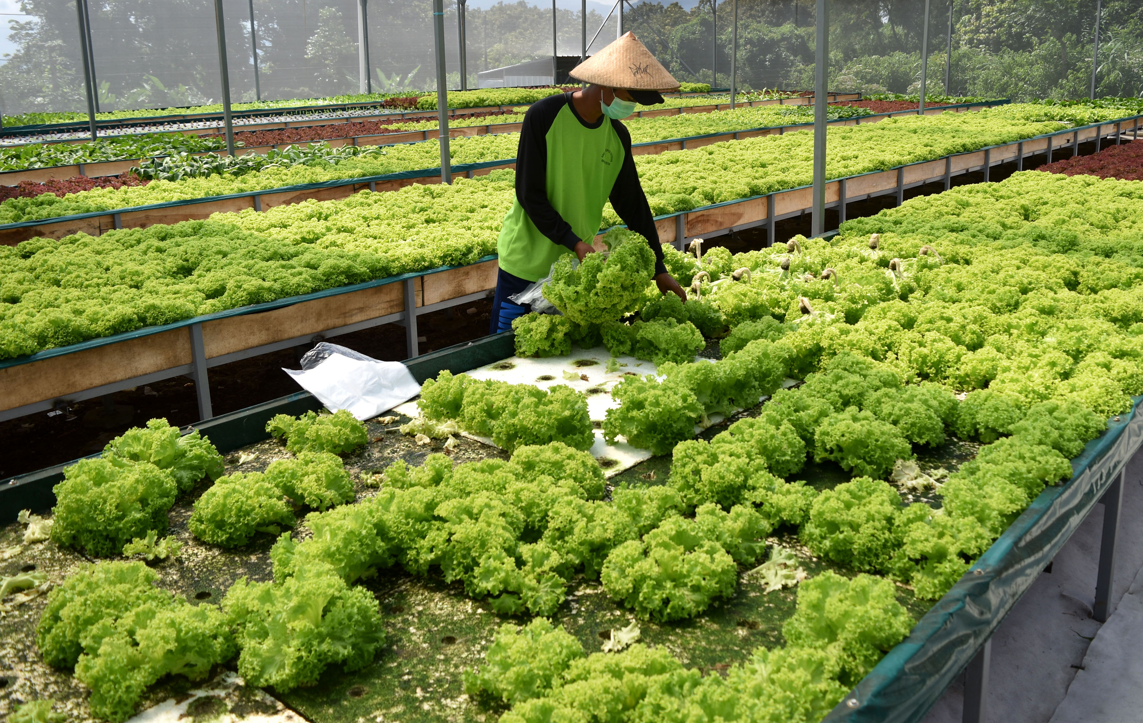 Ilustrasi agrobisnis