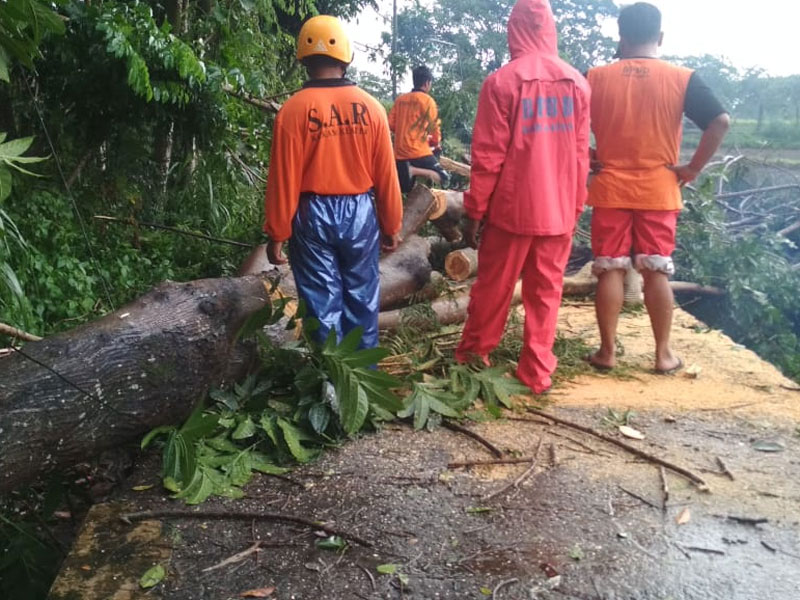 Pohon tumbang akibat diterjang hujan lebat disertai angin kencang di Klaten. 