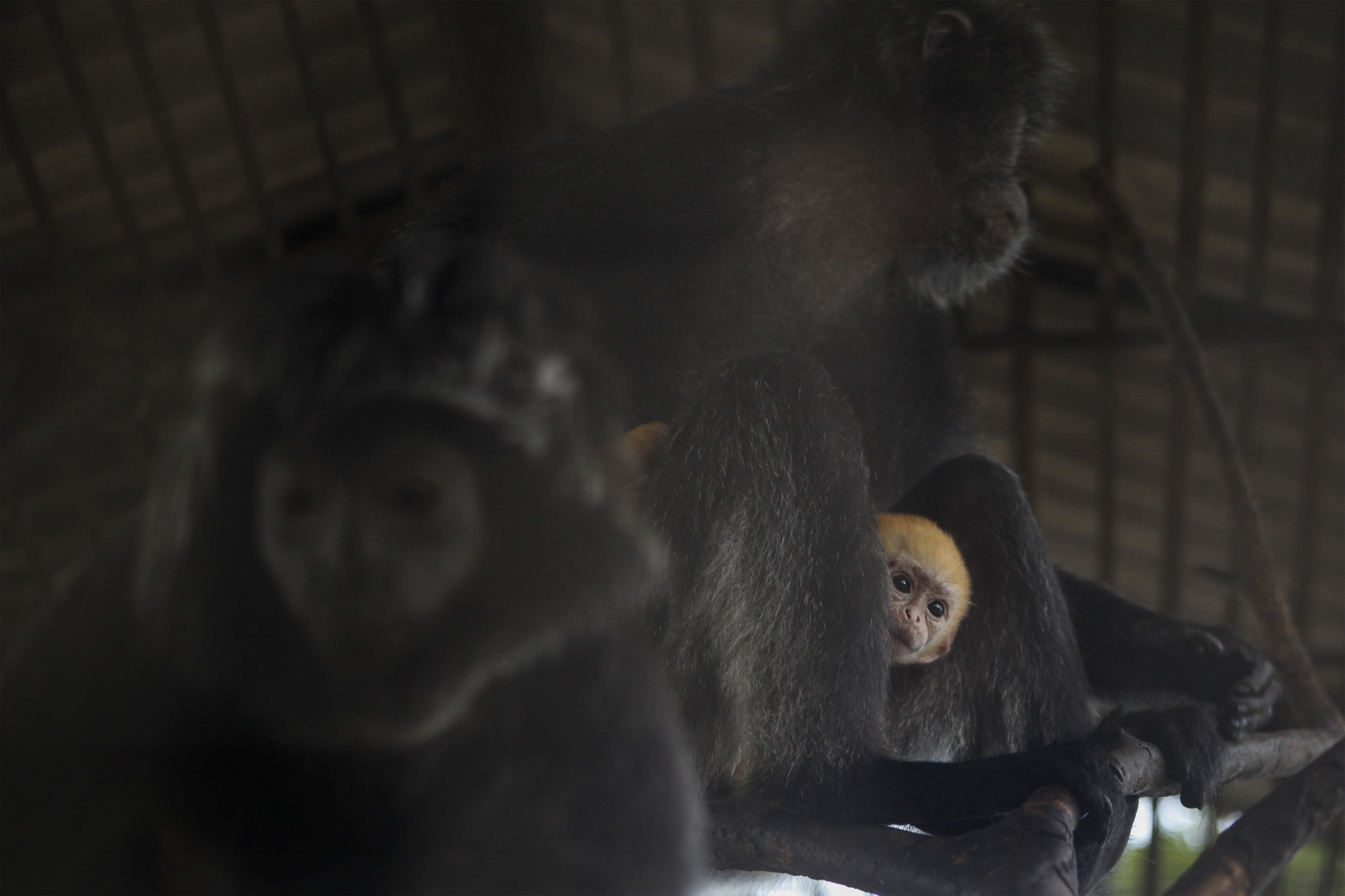 Bayi Lutung di TSTJ Surakarta Diharapkan Pikat Wisatawan