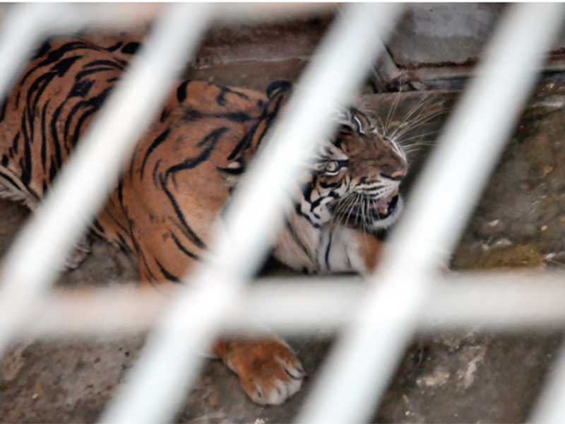 Menyelamatkan Populasi Raja Hutan Sumatra