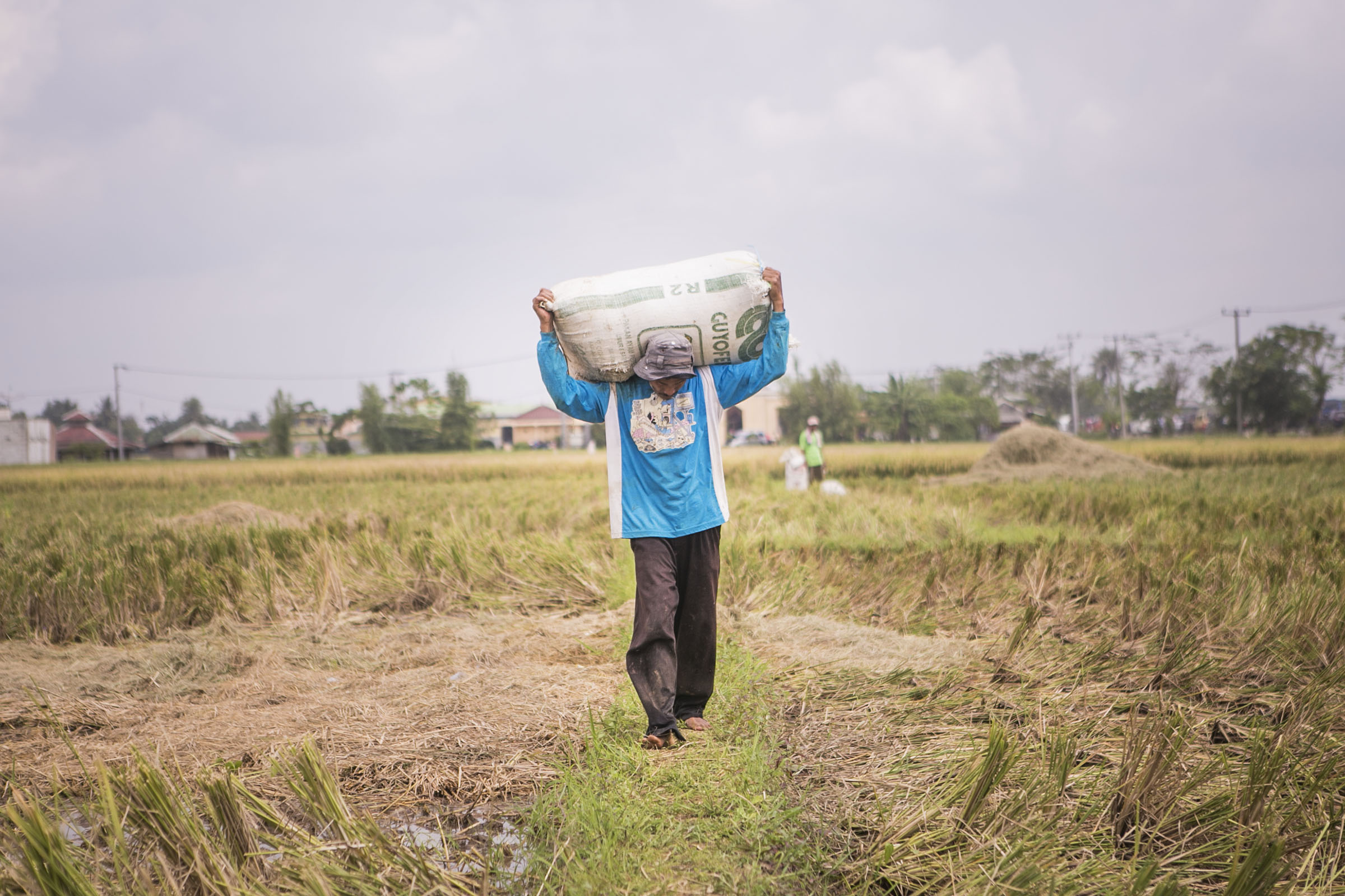 Petani mengangkut hasil panen padi di kawasan Wadas, Karawang, Jawa Barat.