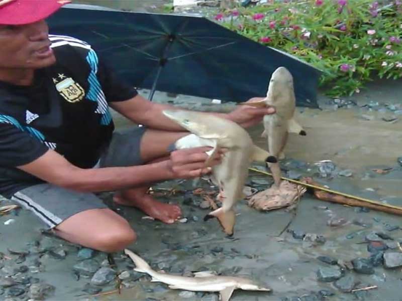 Gambar penemuan ikan hiu oleh warga Sentani, Kabupaten Jayapura, Papua, Selasa pagi, yang beredar di media sosial. 