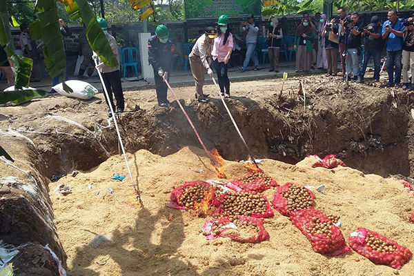 Pemusnahan 25 ton kentang berbakteri asal Skotlandia