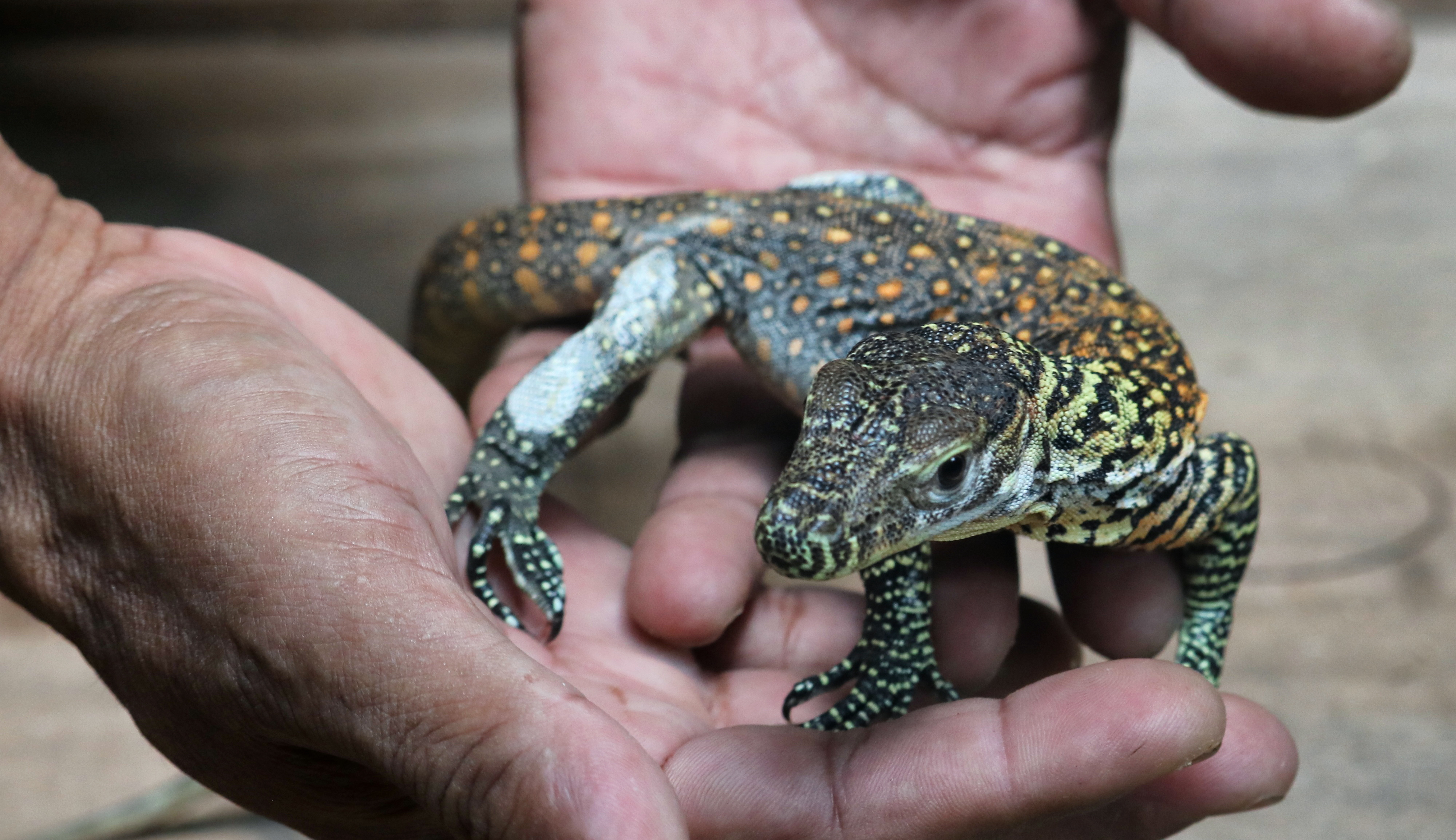 Petugas menunjukkan bayi Komodo 