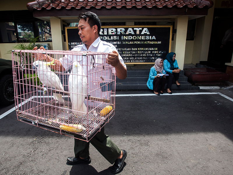 PENGUNGKAPAN KASUS PERDAGANGAN SATWA DILINDUNGI: Petugas Balai Konservasi Sumber Daya Alam (BKSDA) DIY membawa barang bukti burung dilindungi saat jumpa pers kasus jual beli satwa langka dan dilindungi di Polda DI Yogyakarta, Kamis (12/4).