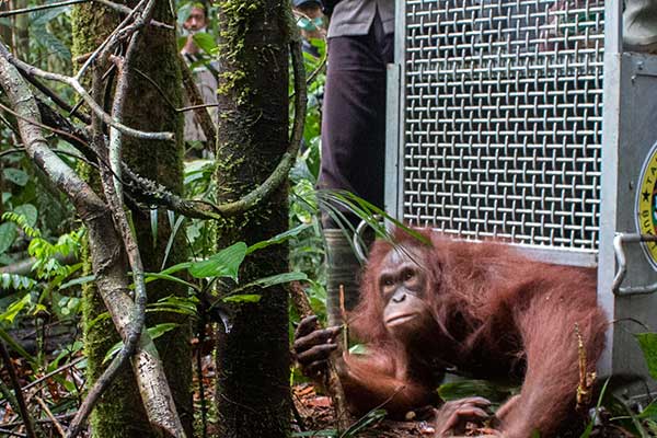 Orang Utan Dilepasliarkan di Hutan Gunung Lumut