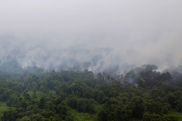 Kebakaran Hutan di Babel