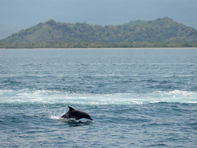 Sekawanan Lumba-Lumba