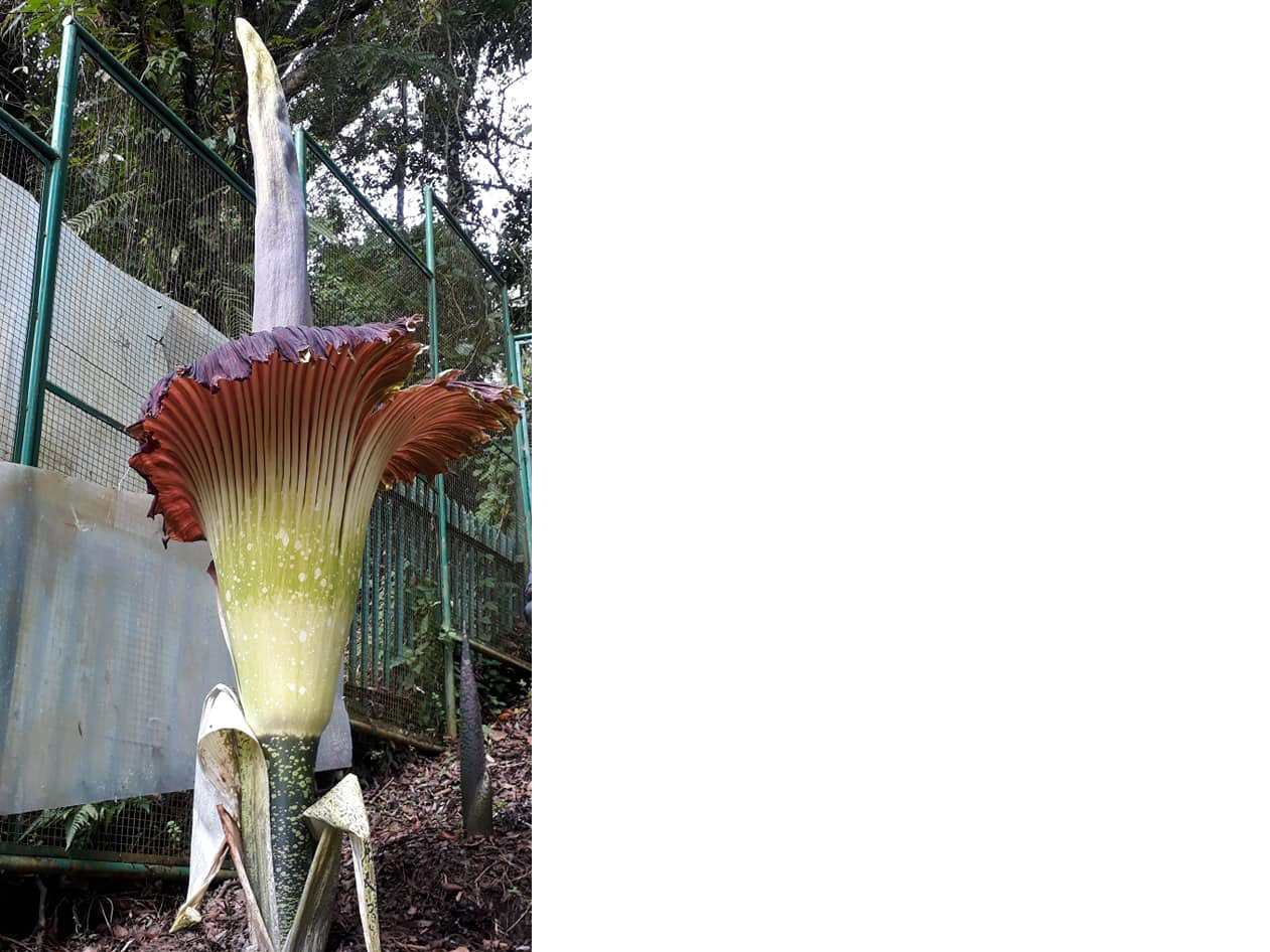 Bunga Bangkai Mekar di Kebun Raya Cibodas, Senin (4/3) dini hari.