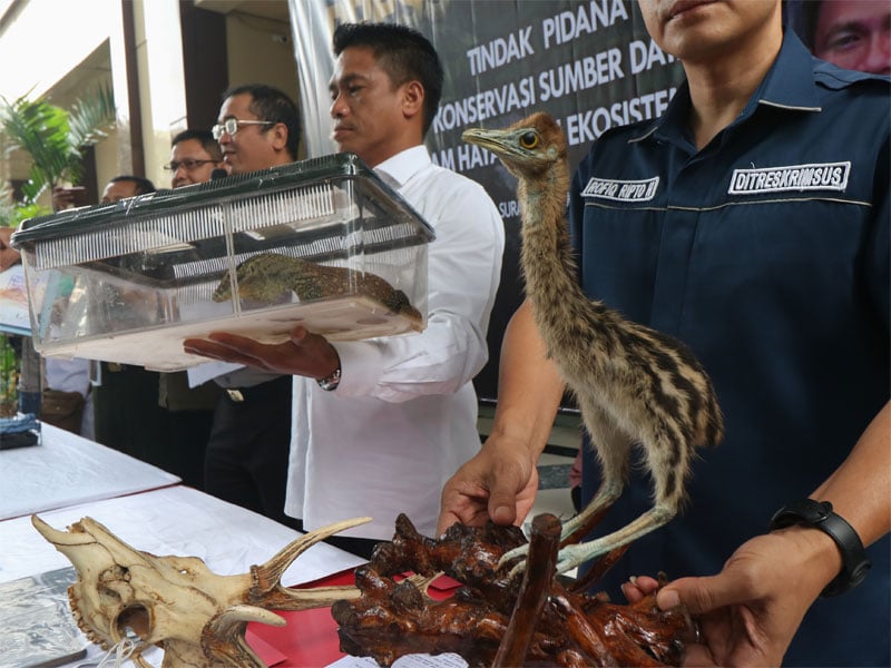 Polisi menunjukkan barang bukti satwa saat ungkap kasus perdagangan satwa dilindungi di Polda Jawa Timur, Surabaya, Jawa Timur, Rabu (27/3/2