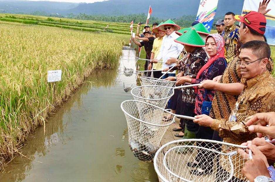 Ketua DPR Bambang Soesatyo (kemeja putih) saat panen ikan nila di Kabupaten Purbalingga, Jumat (15/3).