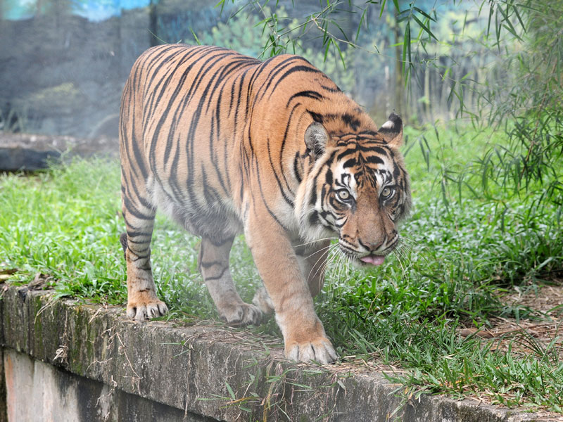 Harimau Sumatera