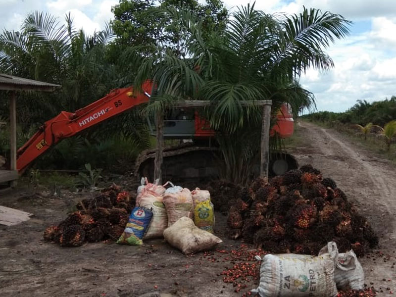 Pelaku Penggarap Kebun Sawit di Area Hutan Sumsel Ditangkap
