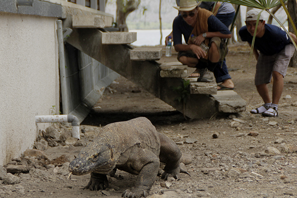 Wisatawan melihat komodo (Varanus komodoensis) di Pulau Komodo