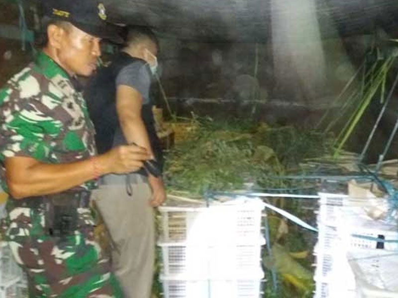 Burung diselundupkan menggunakan truk