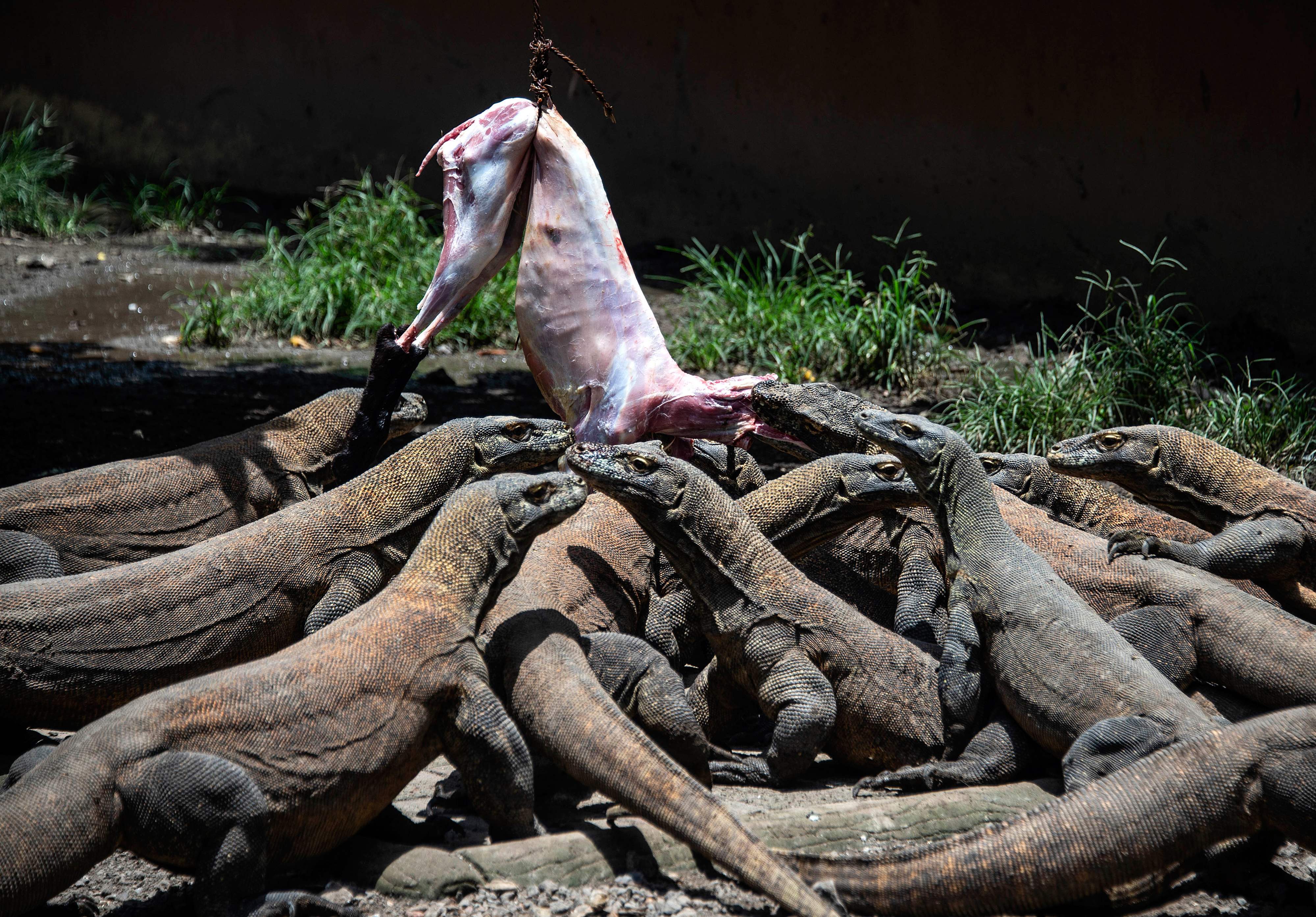 Komodo di Kebun Binatang Surabaya sedang diberi makan