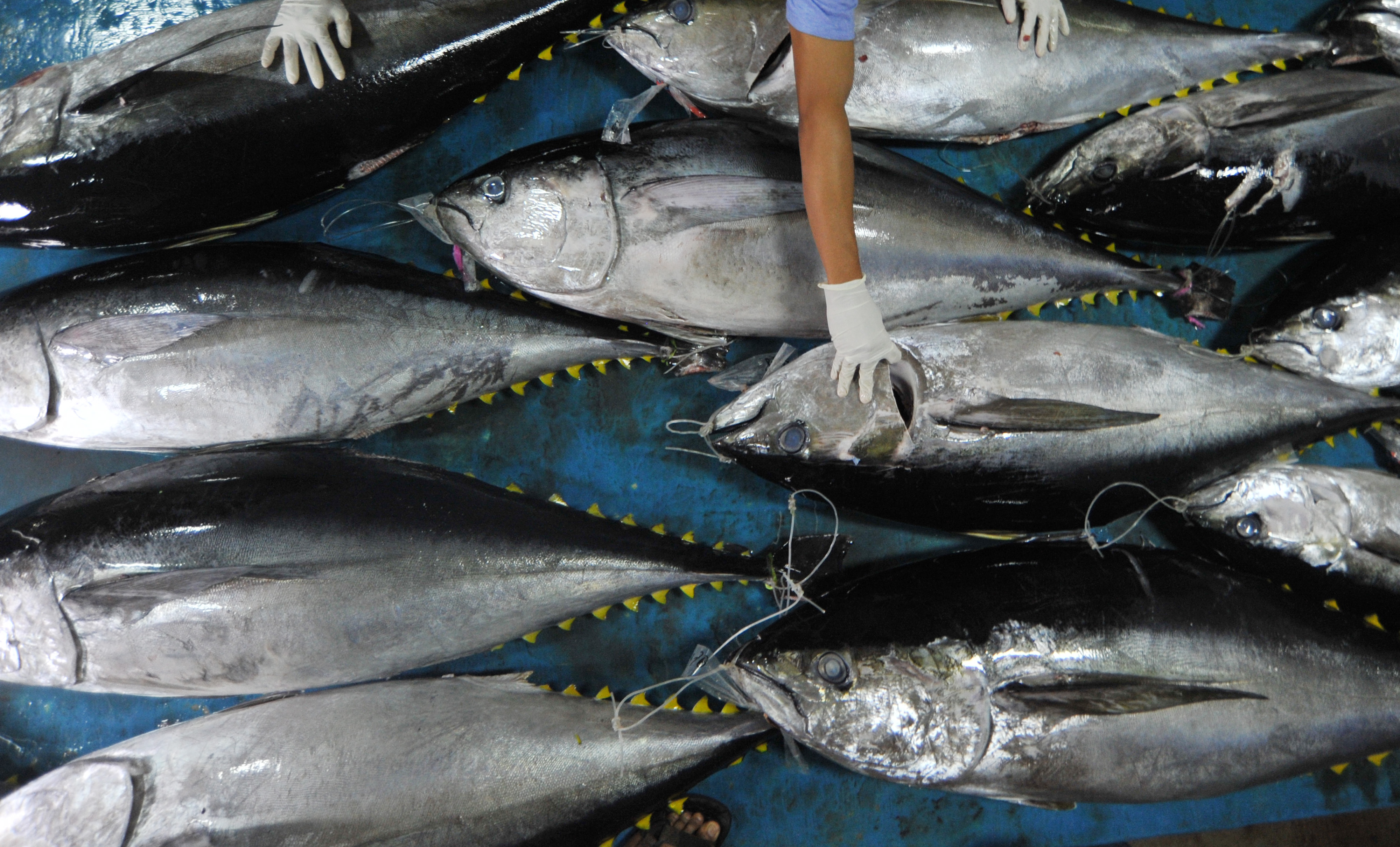Produksi Ikan Tuna Bengkulu Naik
