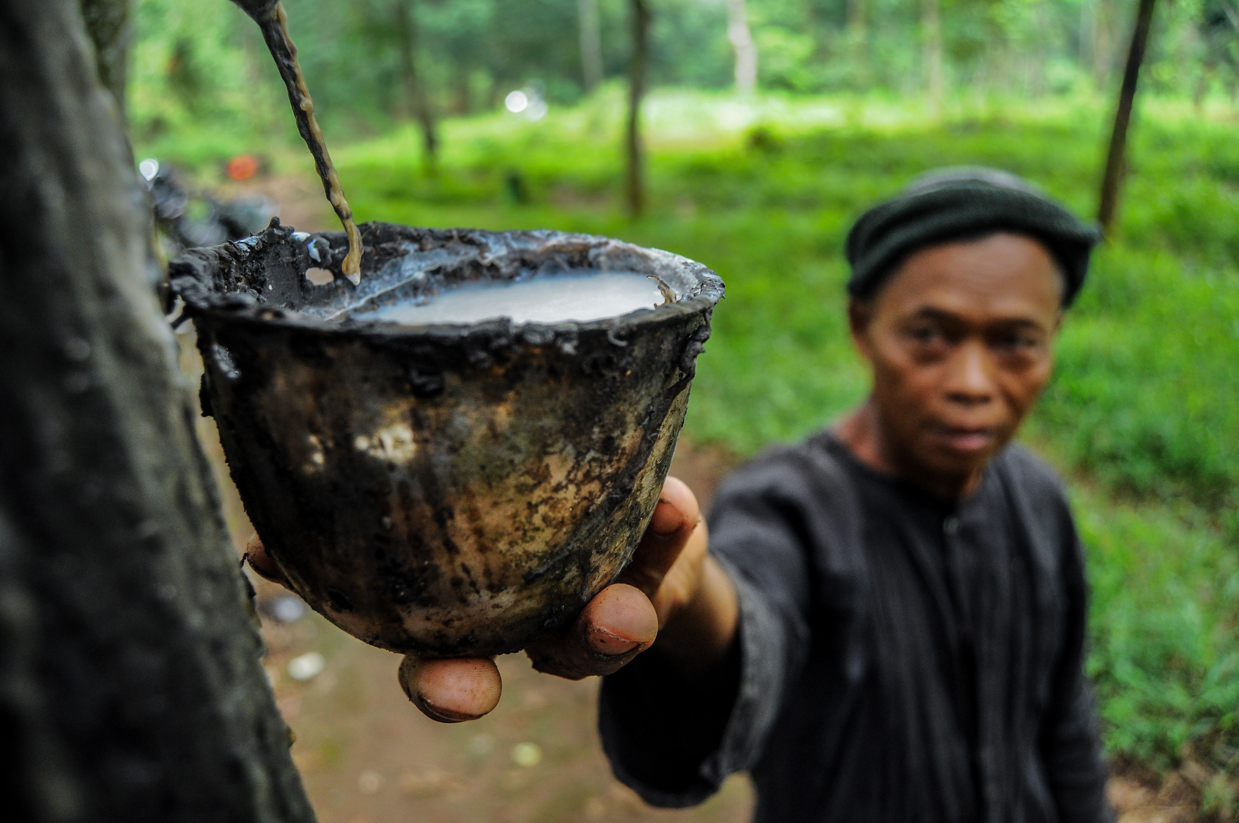 Pekerja mengumpulkan getah karet di area hutan PTPN IX, Kabupaten Pekalongan, Jawa Tengah, beberapa waktu lalu.