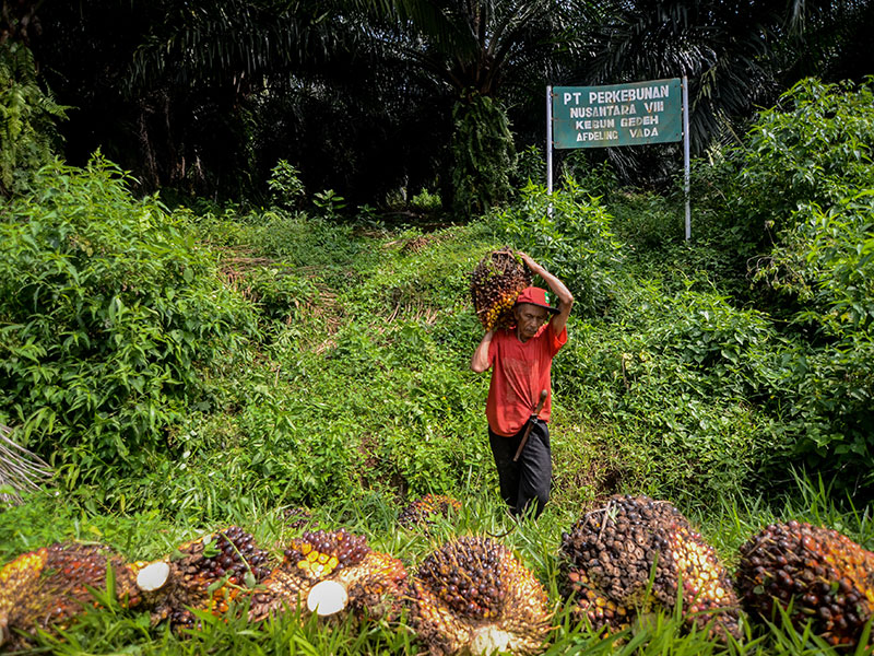 VOLUME EKSPOR MINYAK SAWIT: Seorang buruh tani memanen kelapa sawit di Perkebunan PTPN VII Kebun Gedeh, Kabupaten Cianjur, Jawa Barat.