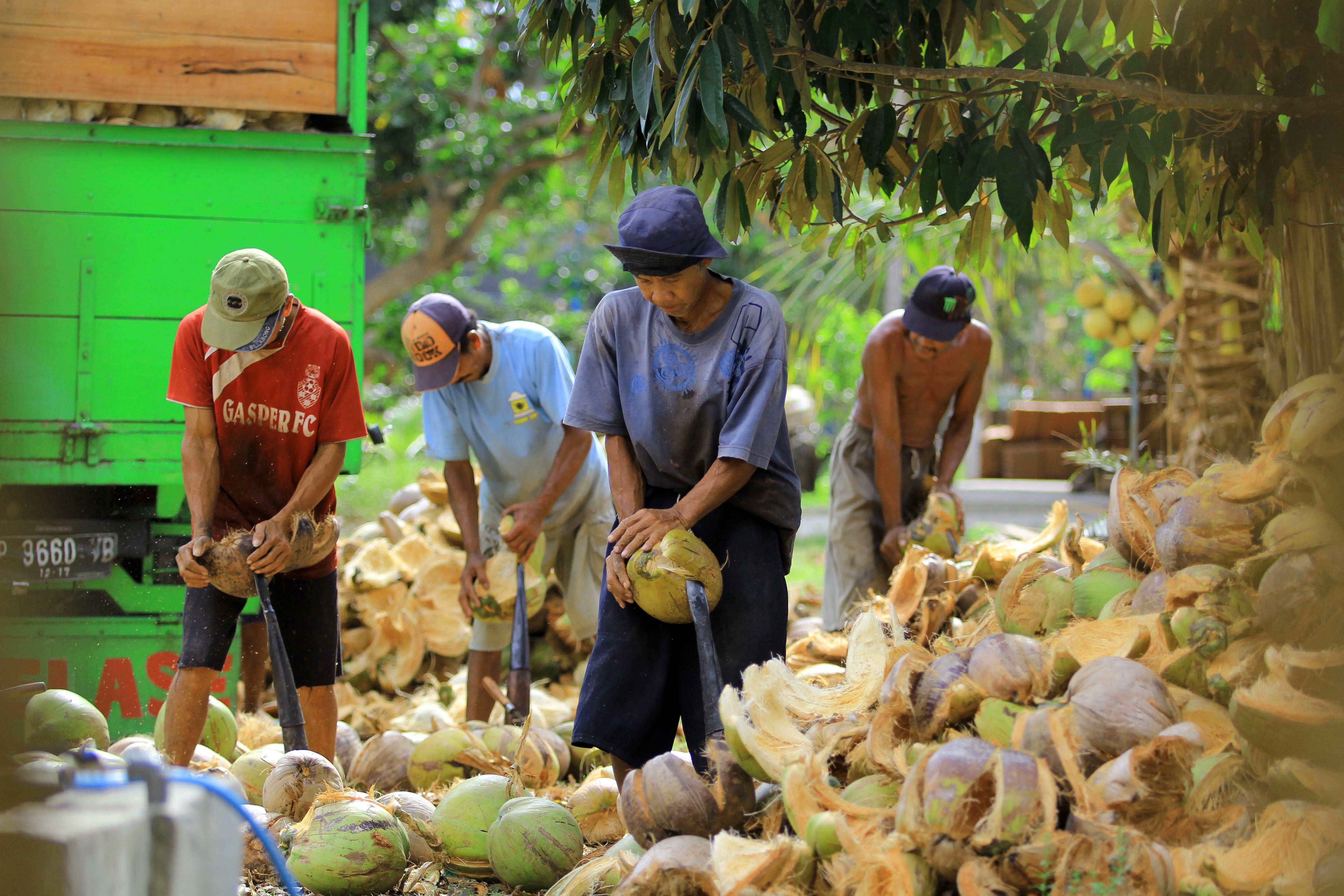 Pekerja memisahkan buah kelapa dari kulitnya di sentra kelapa
