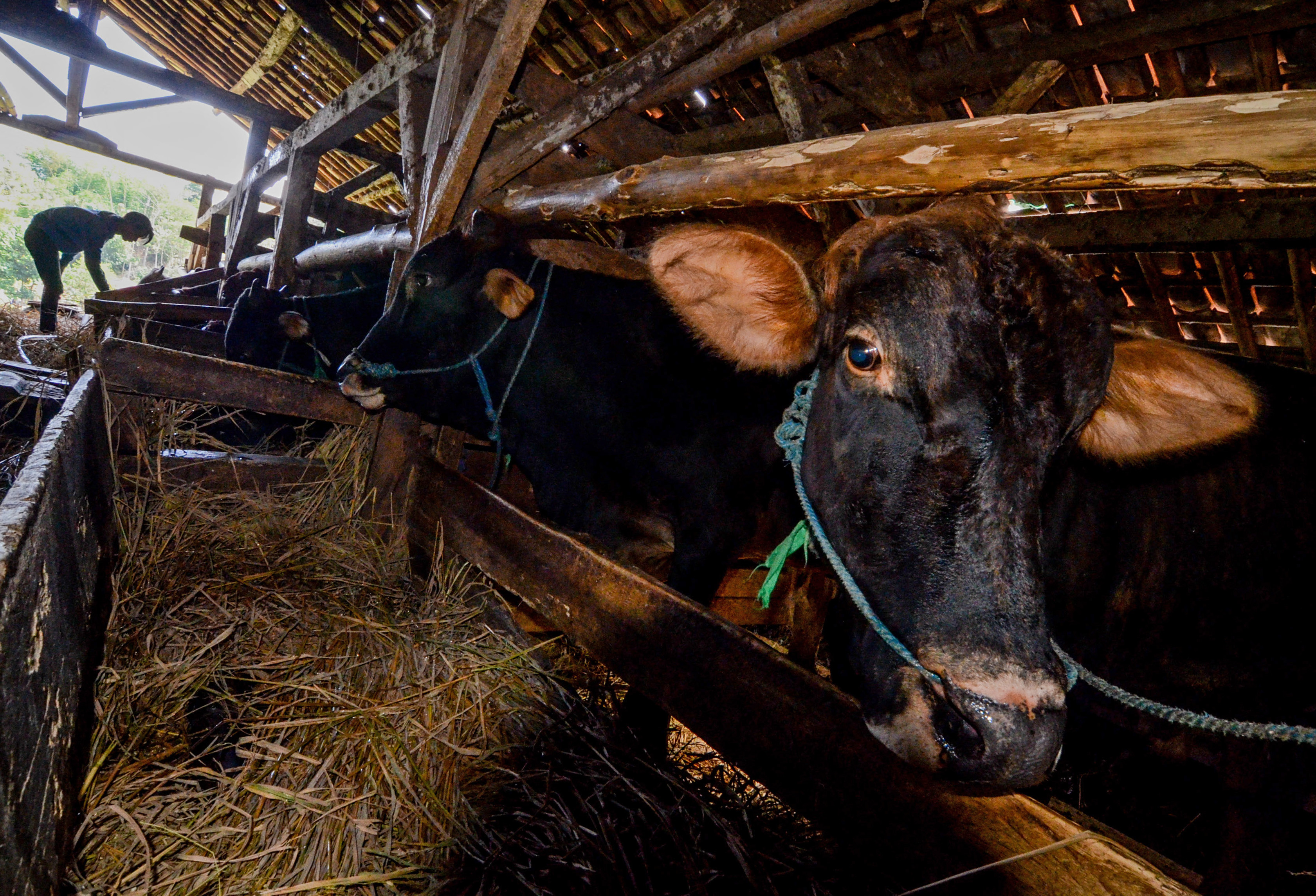  Peternak memberikan pakan pada sapi potong 