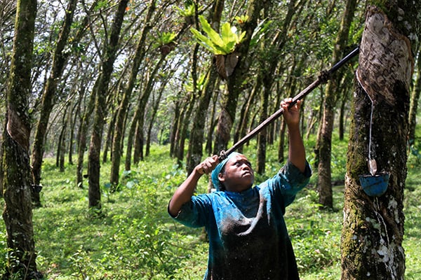 Seorang buruh menyadap getah di area perkebunan karet 
