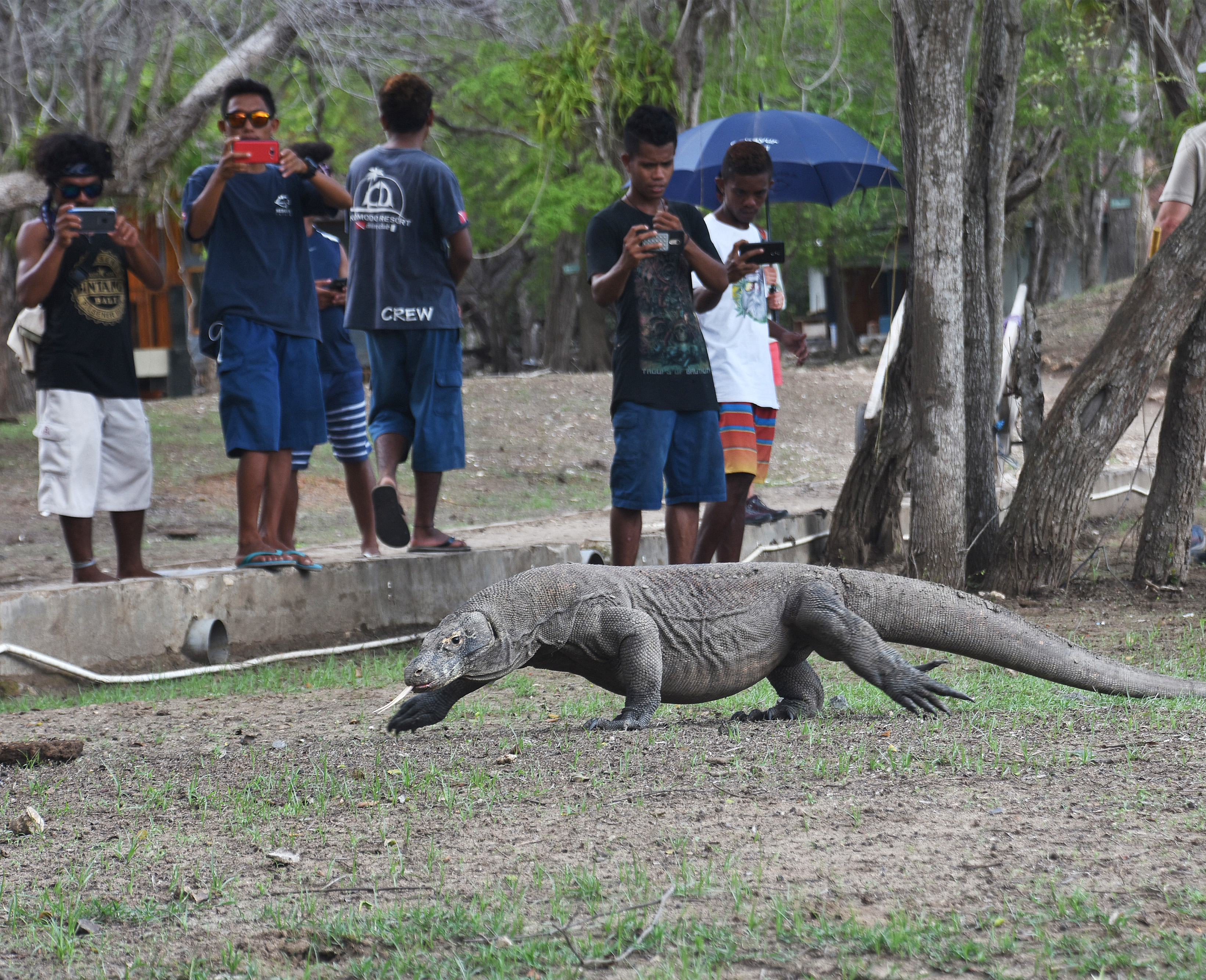 Pengunjung mengabadikan seekor komodo di Pulau Rinca, Kawasan Taman Nasional Komodo, Nusa Tenggara Timur