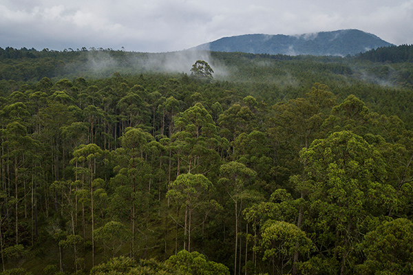 Kawasan hutan lindung