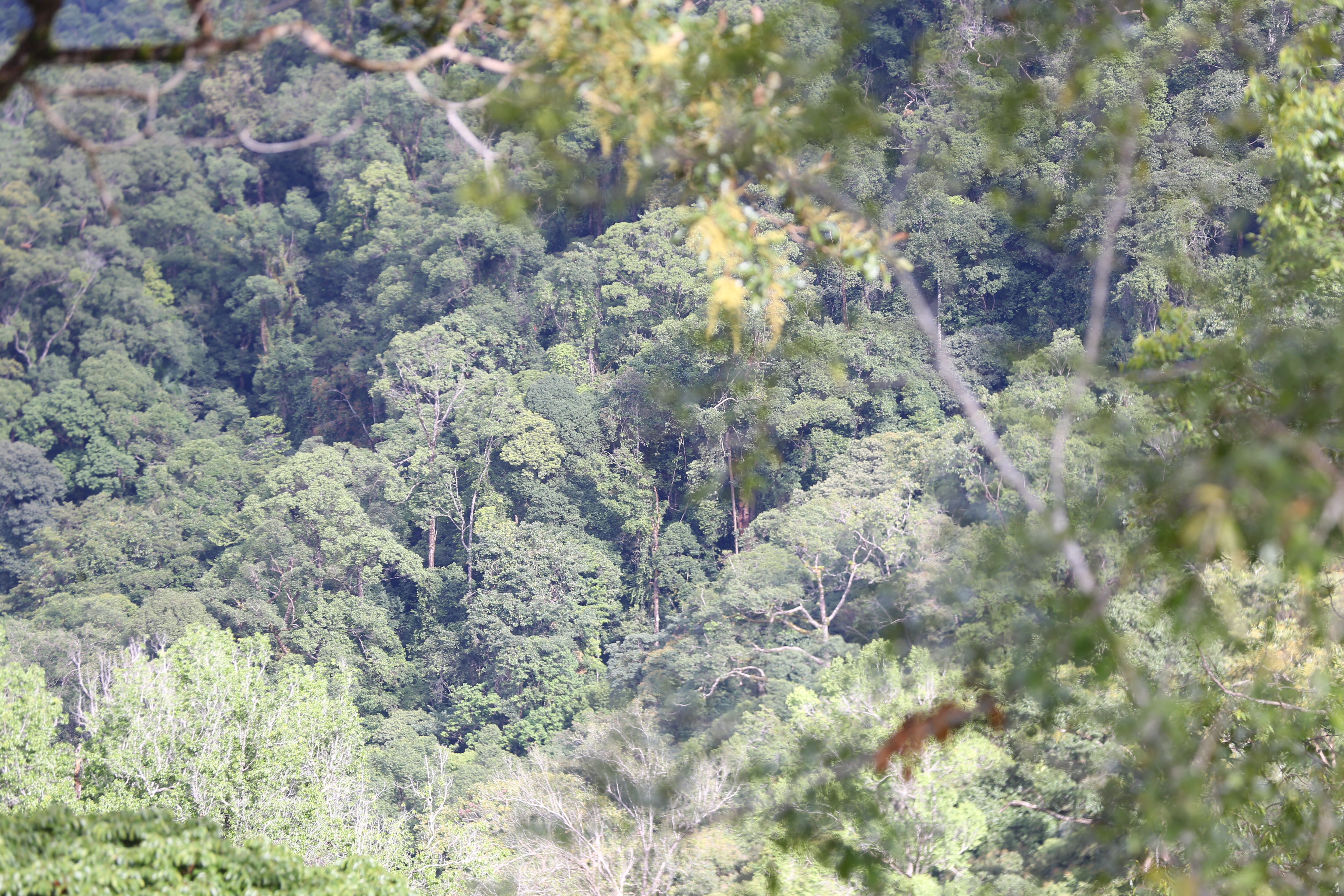 Kawasan hutan lindung di pengunungan Aneuk Mayak