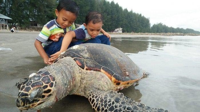 Bangkai penyu yang ditemukan mati di tepi pantai Pasie Luah, Desa Dayah Baro, Kecamatan Krueng Sabee, Kabupaten Aceh Jaya, Provinsi Aceh.