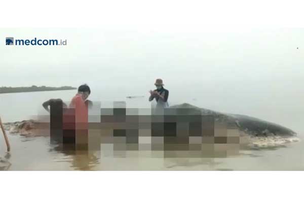 Ikan paus ditemukan terdampar di Wakatobi 